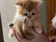 -猫爪屋猫咖(乐汇城店)