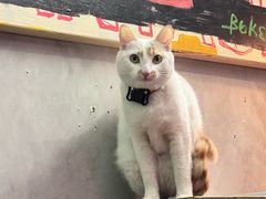 -nodcafe(M50创意园店)