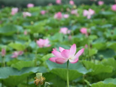 -尚湖风景区