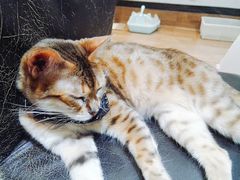 -猫色咖啡·猫咖