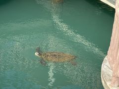 -广东惠东海龟国家级自然保护区