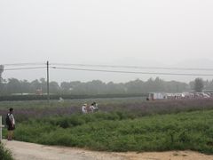 -北京东方普罗旺斯薰衣草庄园