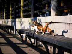 -白马涧龙池景区