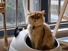 -唐小姐の私宠·宠物洗护美容·撸猫馆·购宠(周浦万达旗舰店)