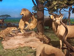 -国家自然博物馆