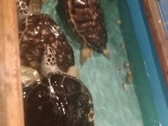 -洛阳龙门海洋馆
