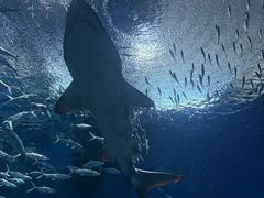 -海合安武汉极地海洋公园