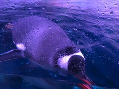 -暹罗海洋世界