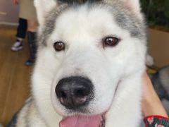 -Husky Go! 哈士奇体验馆·宠物咖啡厅狗咖