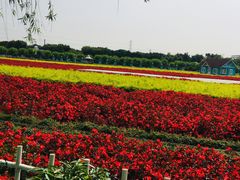 -百万葵园
