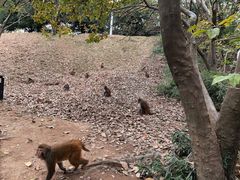 -苏州上方山国家森林公园