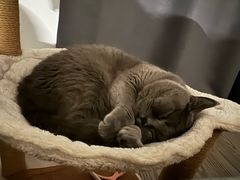 -艾贝尔宠物医院·24H转诊中心·肿瘤猫专科(江宁双龙店)