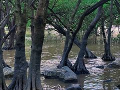 -宝安西湾红树林湿地公园