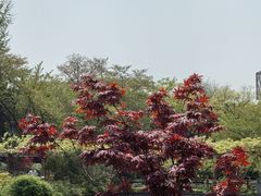 -嘉定紫藤园