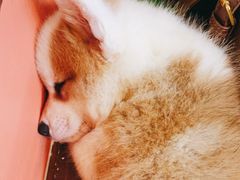 -柯斗斗主题餐厅·狗咖·围炉煮茶·茶饮(国瑞升平里店)