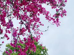 -深圳仙湖植物园