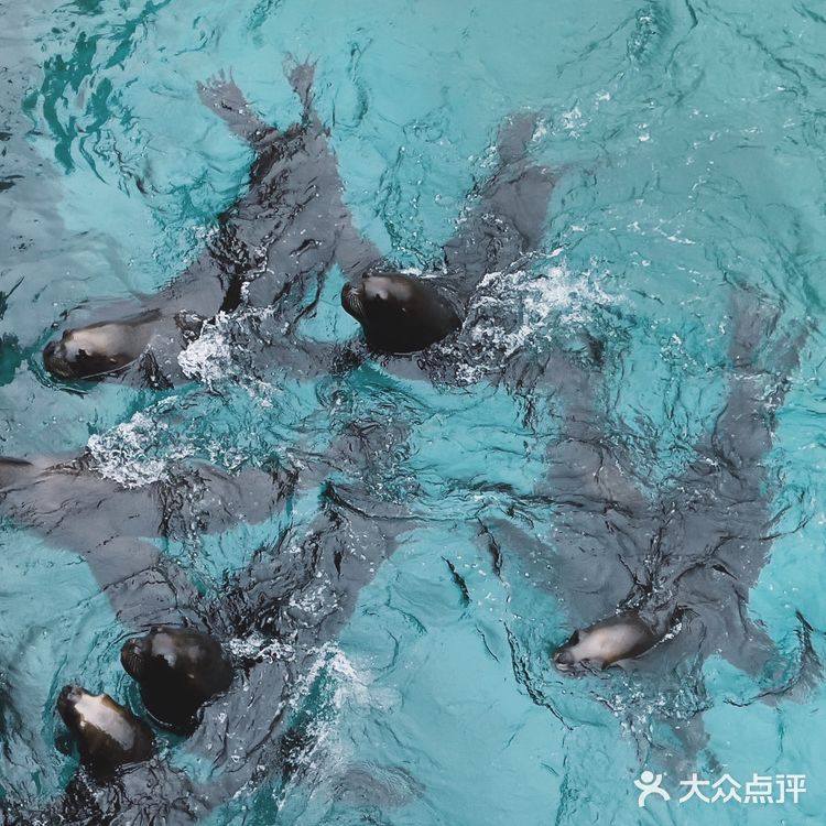 这个夏天这样玩｜大连老虎滩海洋公园攻略