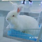 边喝下午茶，边撸安哥拉巨兔。太治愈了