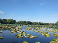 -荷塘月色湿地公园·向阳花洲