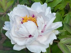 -黑龙江省森林植物园