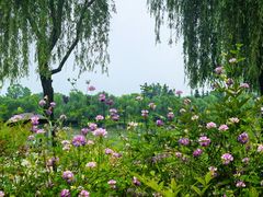 -洨河生态公园