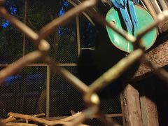 -清迈夜间动物园