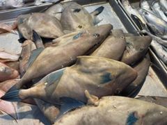 -日照灯塔风景区