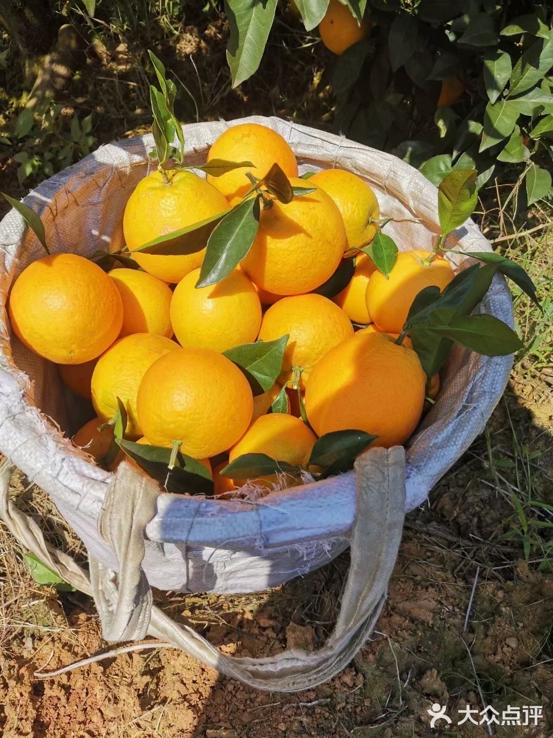 自家种植的纯绿色纽荷儿橙子🍊