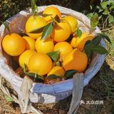 自家种植的纯绿色纽荷儿橙子🍊