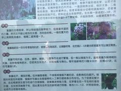 -嘉定紫藤园