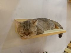 -万小咖.猫咖(中山路天虹店)