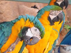 -西霞口神雕山野生动物世界