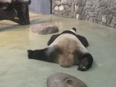 -都江堰中华大熊猫苑