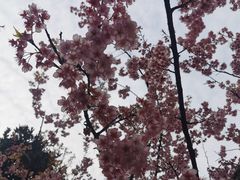 -南山植物园