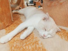 -藏猫猫咖啡主题馆(中央大道店)