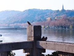 -湖畔居茶楼(湖滨店)