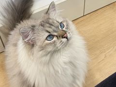 -有喵·猫咖·狗咖·40+猫狗有小奶狗(岗厦店)