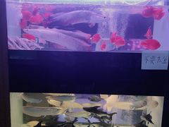 -中环花鸟鱼虫市场