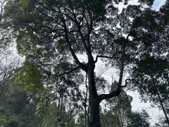 -青城山