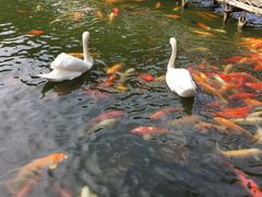 -深圳野生动物园