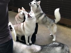 -TrueLove @ Neverland (Husky Cafe)