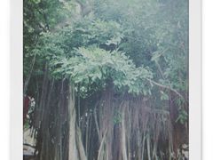 -胡里山炮台