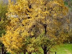 -千年银杏谷文化旅游区