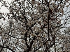 -香雪海