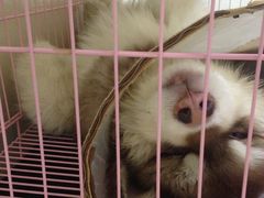-瑞鹏宠物医院·骨科·猫科·内科(第一中心)