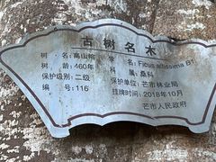 -瑞丽独树成林风景区