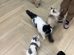 -安格丽娜·狗咖·猫咖羊驼咖(春熙路百盛商场店)