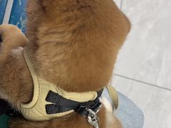 -达爱动物医院·犬猫分区·CT·复杂眼科(远洋山水分院)