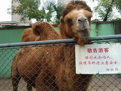 中山公园动物园的骆驼-荆州中山公园动物园
