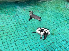 -上海野生动物园